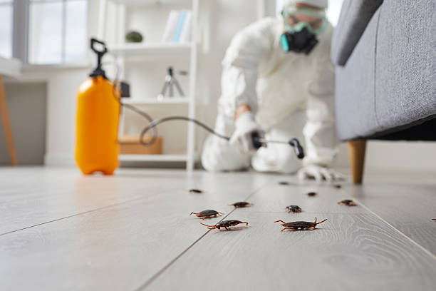 Post-Treatment Bed Bug Interceptor Monitoring in Ellsworth